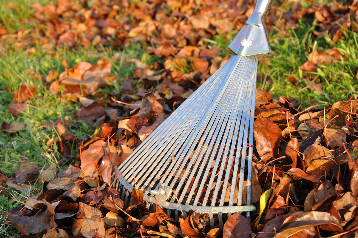 A silver rake is sweeping across the top of a small pile of autumn leaves.