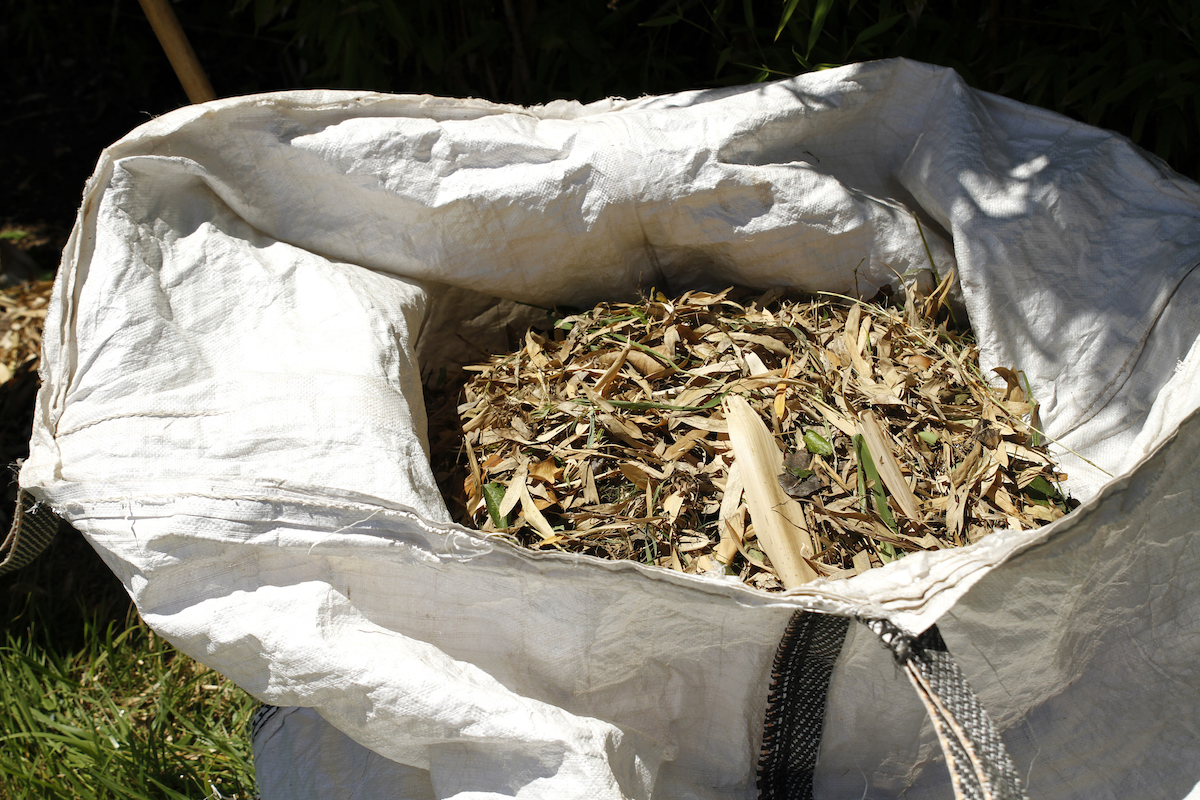 Dry brown and green leaves that are shredded from a lawn mower are collected inside a white bag.