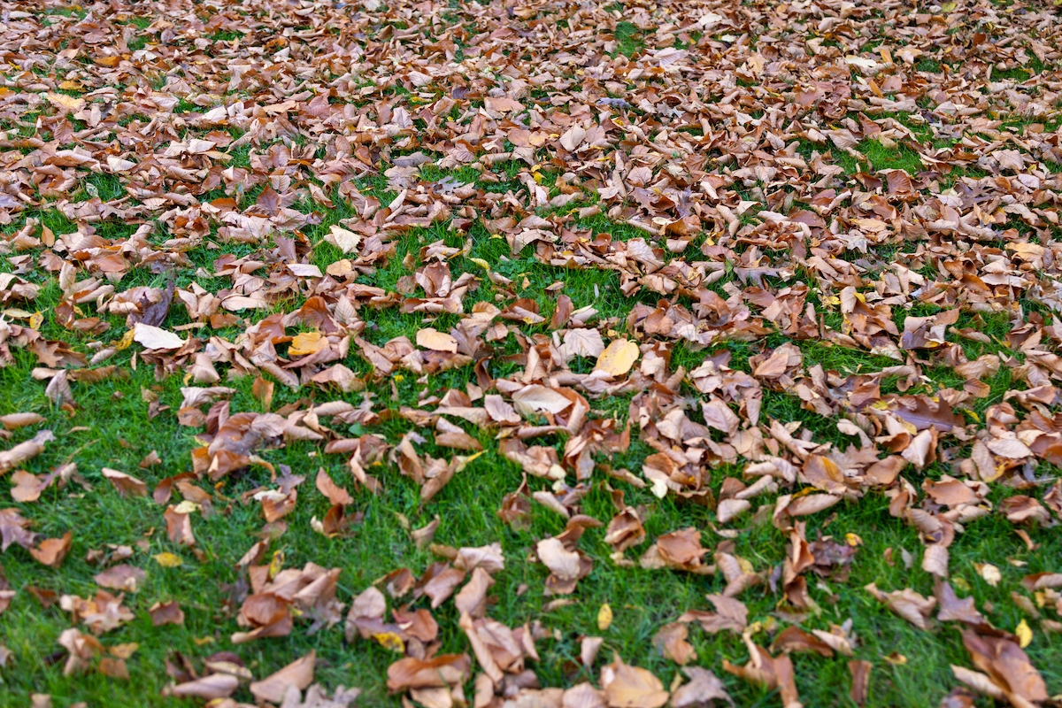 Brown leaves have fallen across a green lawn.