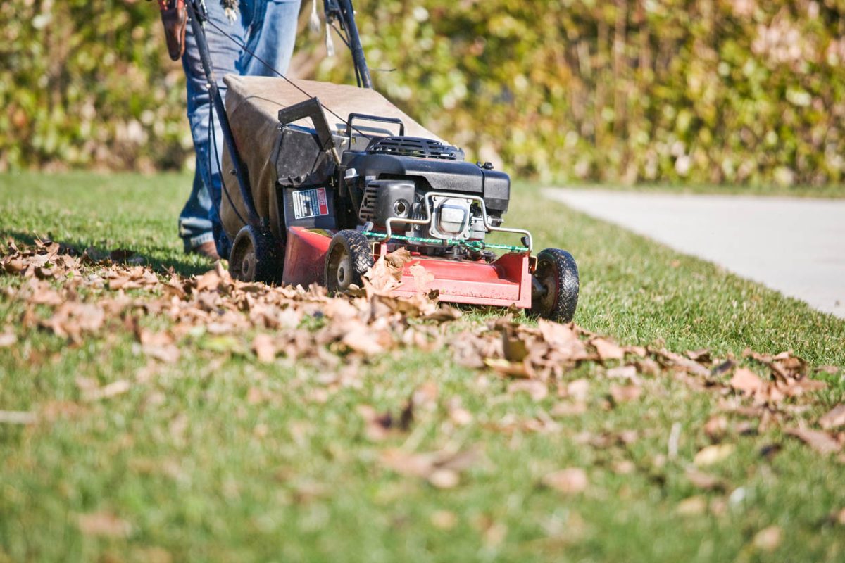 A person is pushing a lawn mower on a lawn to shred leaves for mulch.