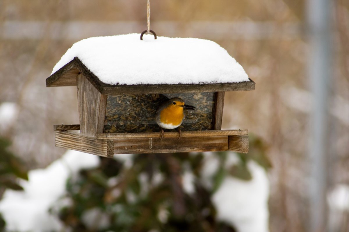 Feeding birds in winter