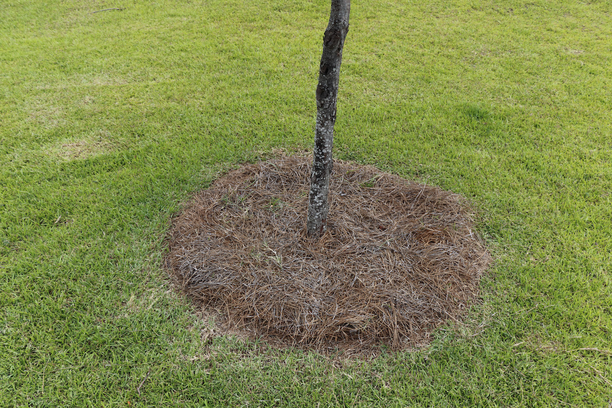 garden mulch pine needles