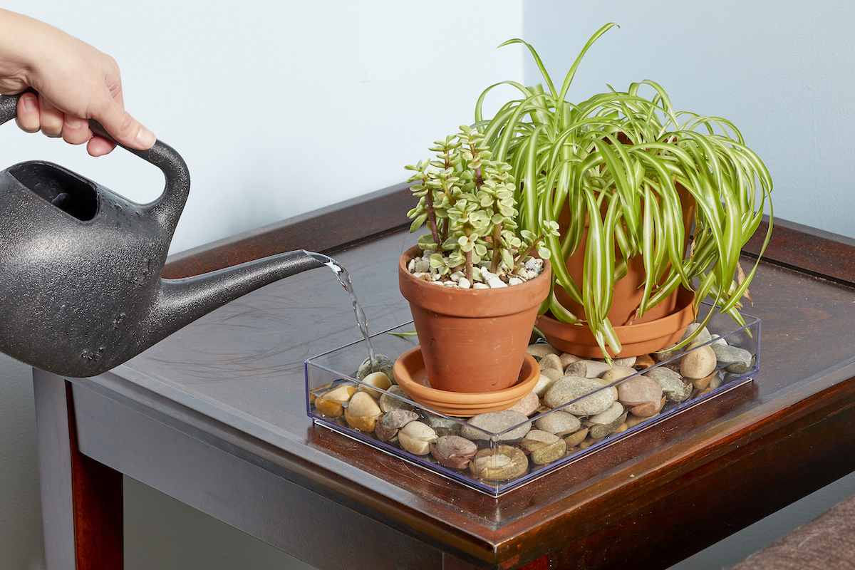 Woman pours water into a clear tray containing two small houseplants and some small, flat rocks.