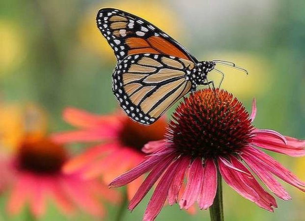 8 Ways Your Garden Can Save America’s Most Beautiful Butterfly from Extinction