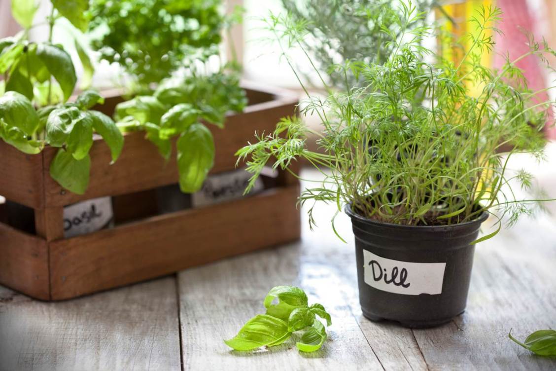 12 Indoor Gardening Tips for the Best Success - Bob Vila