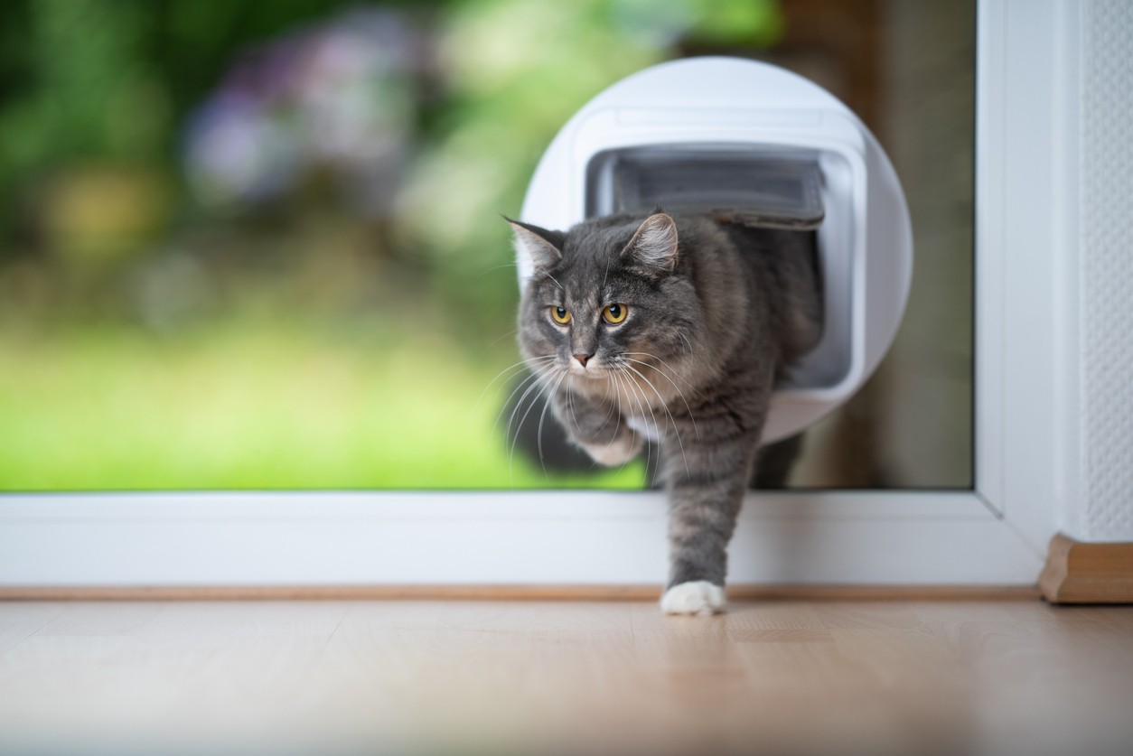 Installing a Pet Door 5 Things to Know First Bob Vila