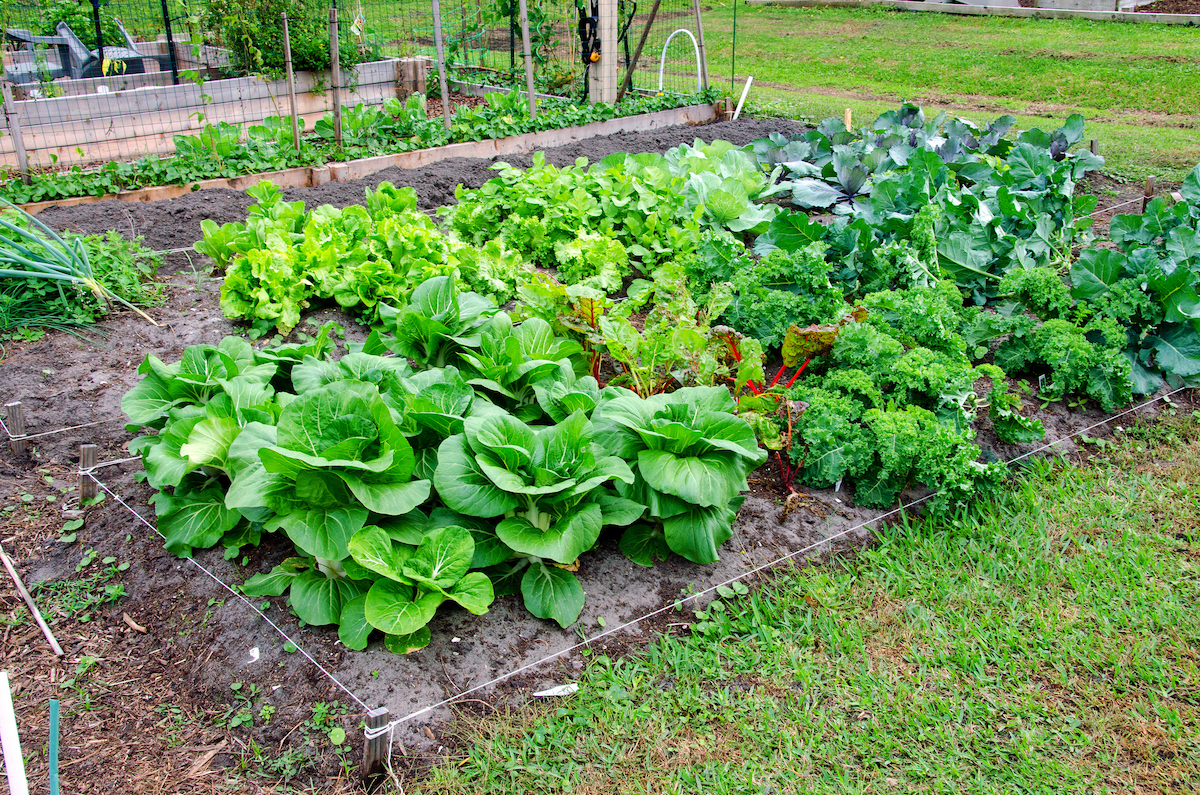 Several types of leafy vegetables are growing in a garden