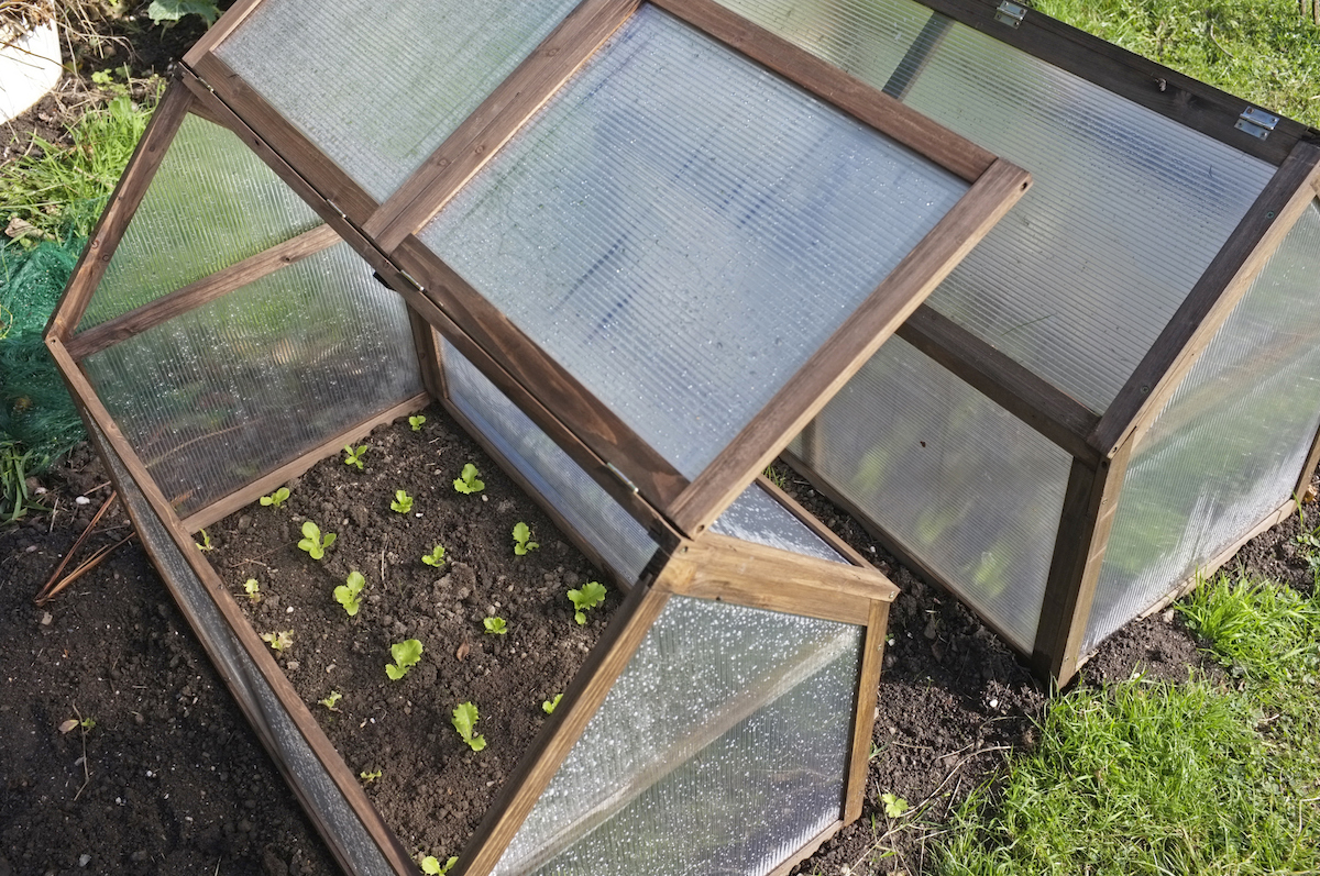 Wooden frame cloches protect vegetables growing inside.