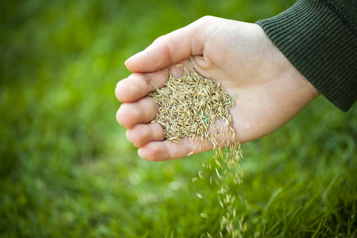 How Long Does it Take to Grow Grass After Planting the Seed