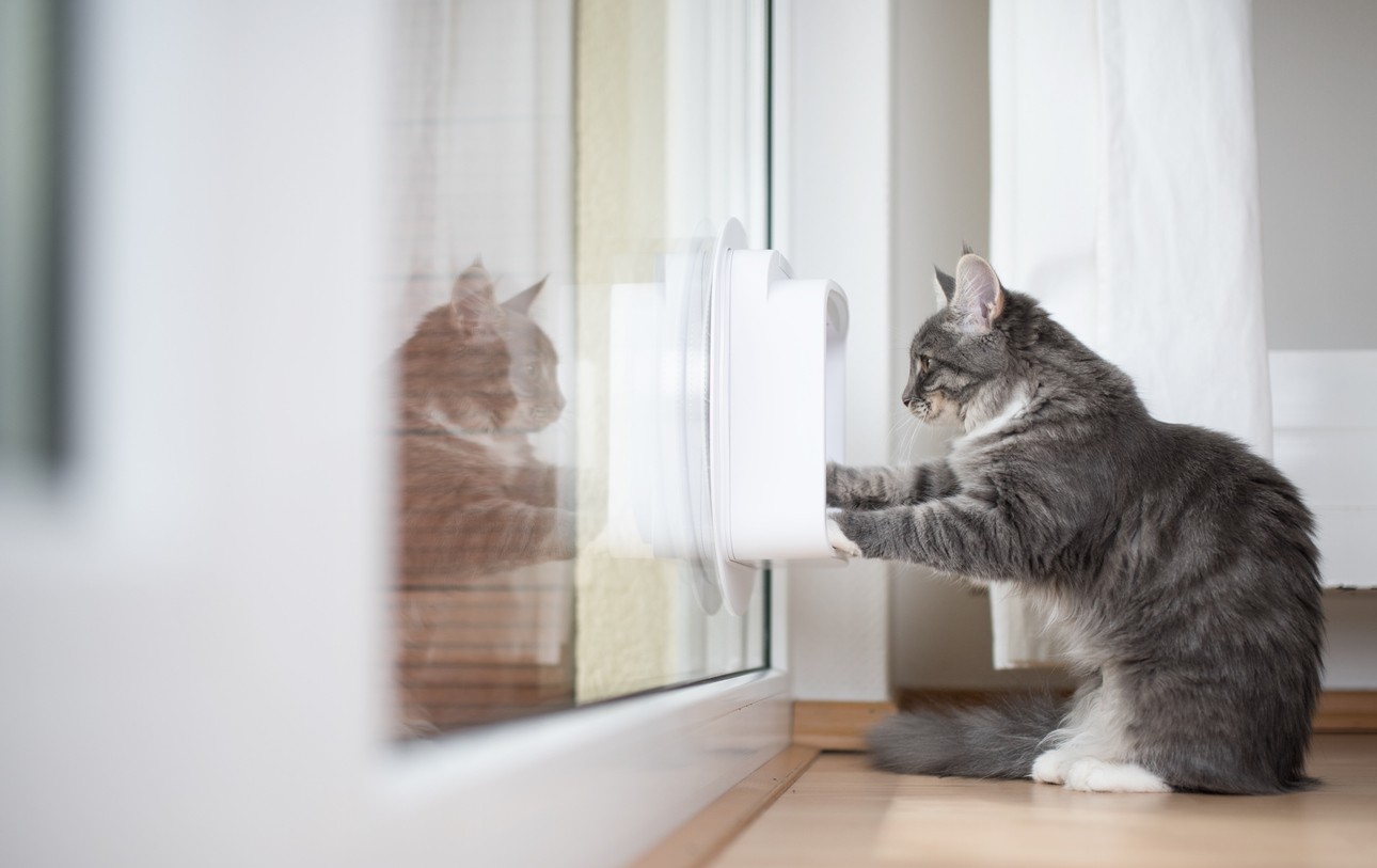 Installing a Pet Door: Size is Essential