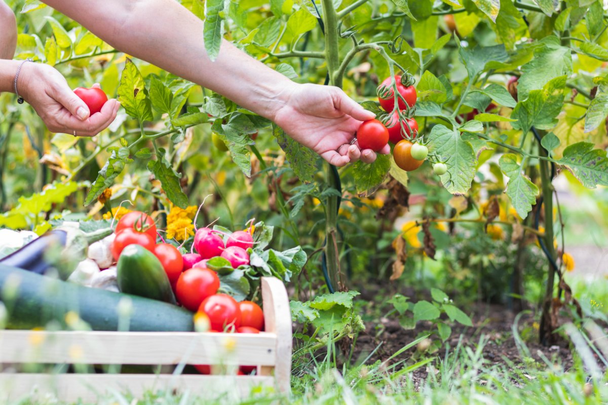 A person is picking tomatoes from a tomato plant in a garden.