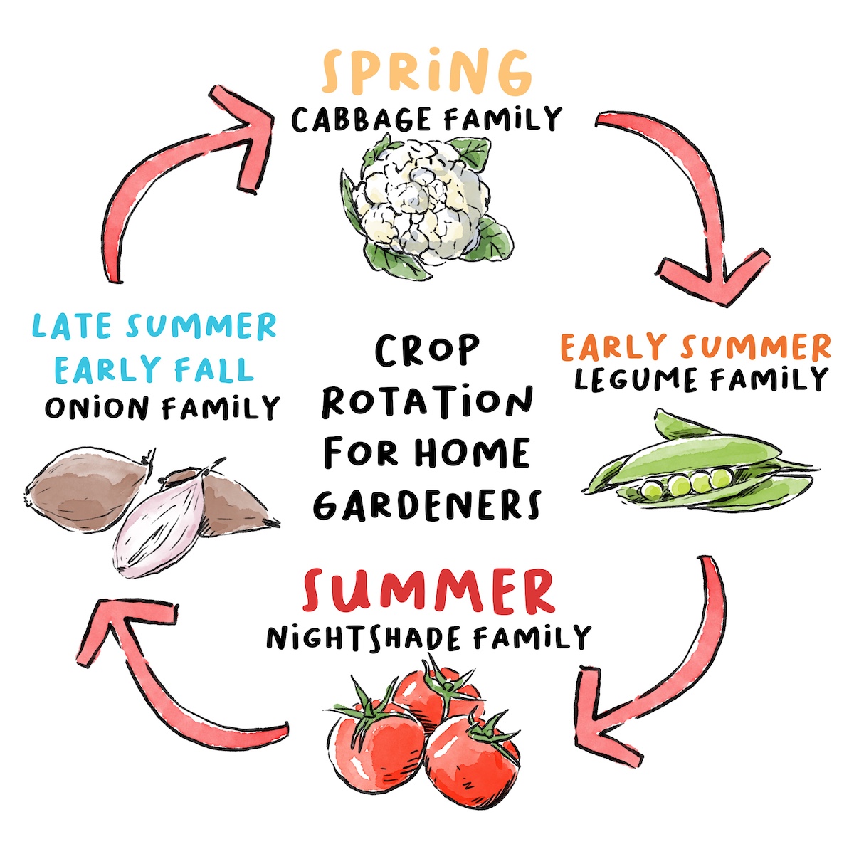 An illustrated diagram explaining vegetable crop rotation for each season: cabbage family in spring, legume family in early summer, nightshade family in summer, and onion family in late summer and early fall.