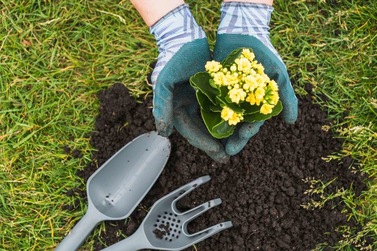 8 Top Tips for How to Use Compost