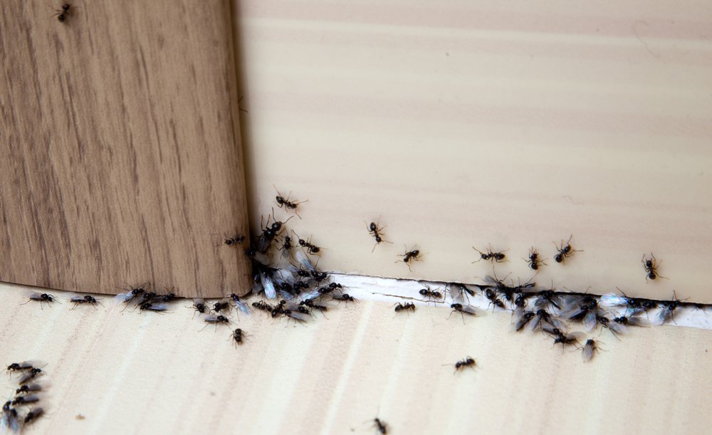 The Best Ant Killer Option