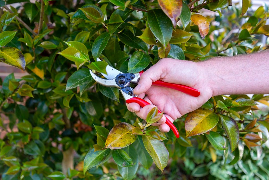 The Best Pruning Shears of 2024, Tested and Reviewed