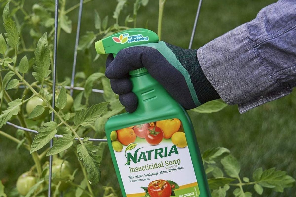 A gloved hand spraying plants with Natria insecticidal soap