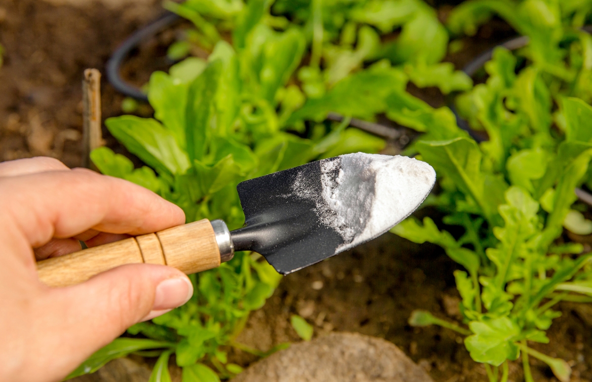 Small hand spade with diatomaceous earth.