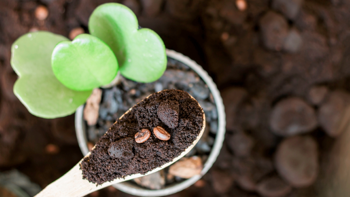 Coffee grounds on spoon over plant.