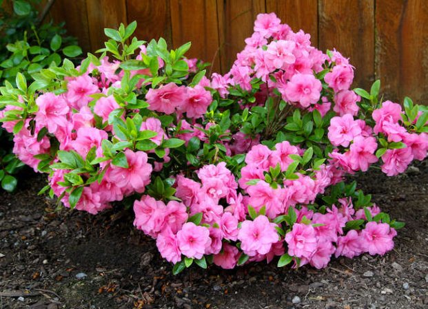 39 Plants You’ll Love If You Hate Fall Yard Work