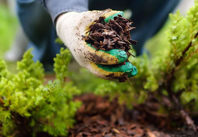 9 Reasons You Should Mulch Your Garden Every Fall