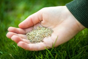 The Best Grass Seed Option