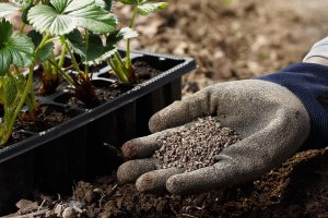 The Best Organic Fertilizer Options