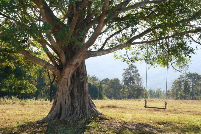 A photo from a short distance away of a very large tree supporting the best tree swing option