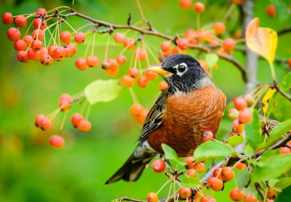 10 Garden Plants That Will Feed Backyard Birds in Fall and Winter - Bob ...