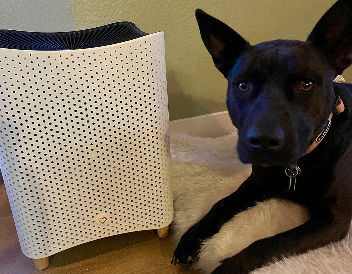 The Best Air Purifiers for Smoke Mila Air 3 with dog