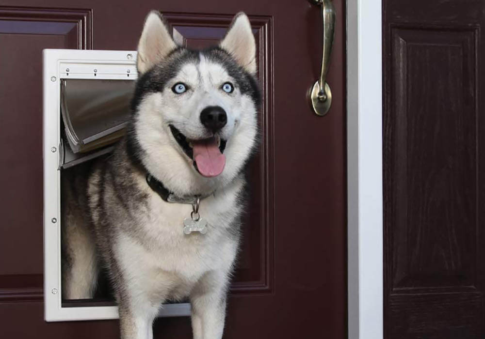 The Best Dog Door Options of Today Bob Vila