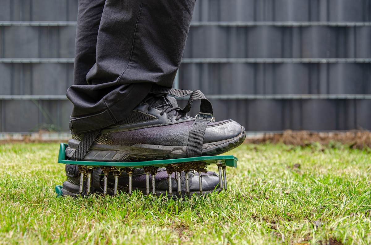 Someone wearing black sneakers and shoe attachments with spikes meant to aerate the lawn.