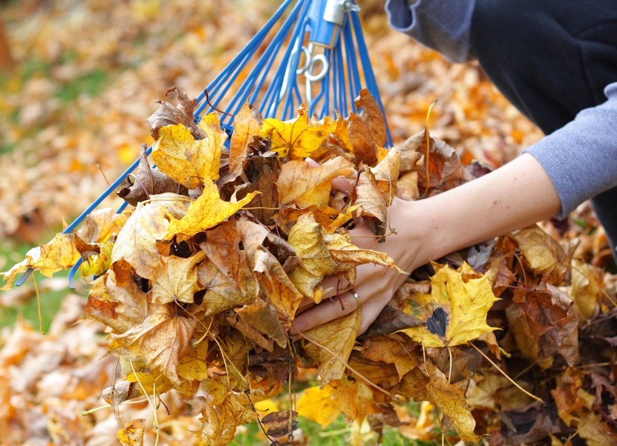 Raking colorful autumn leaves into a pile.