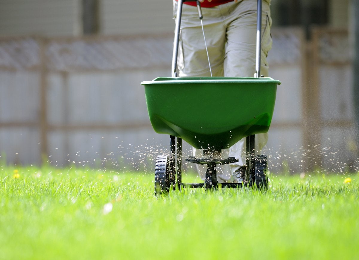 Spreading grass seed onto a bright, green wall.