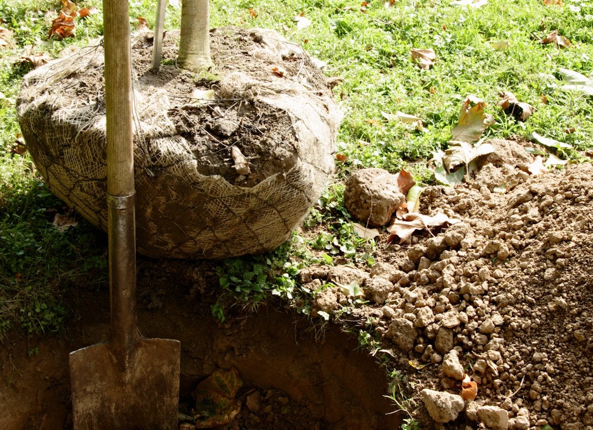 Digging a hole for planting a tree.