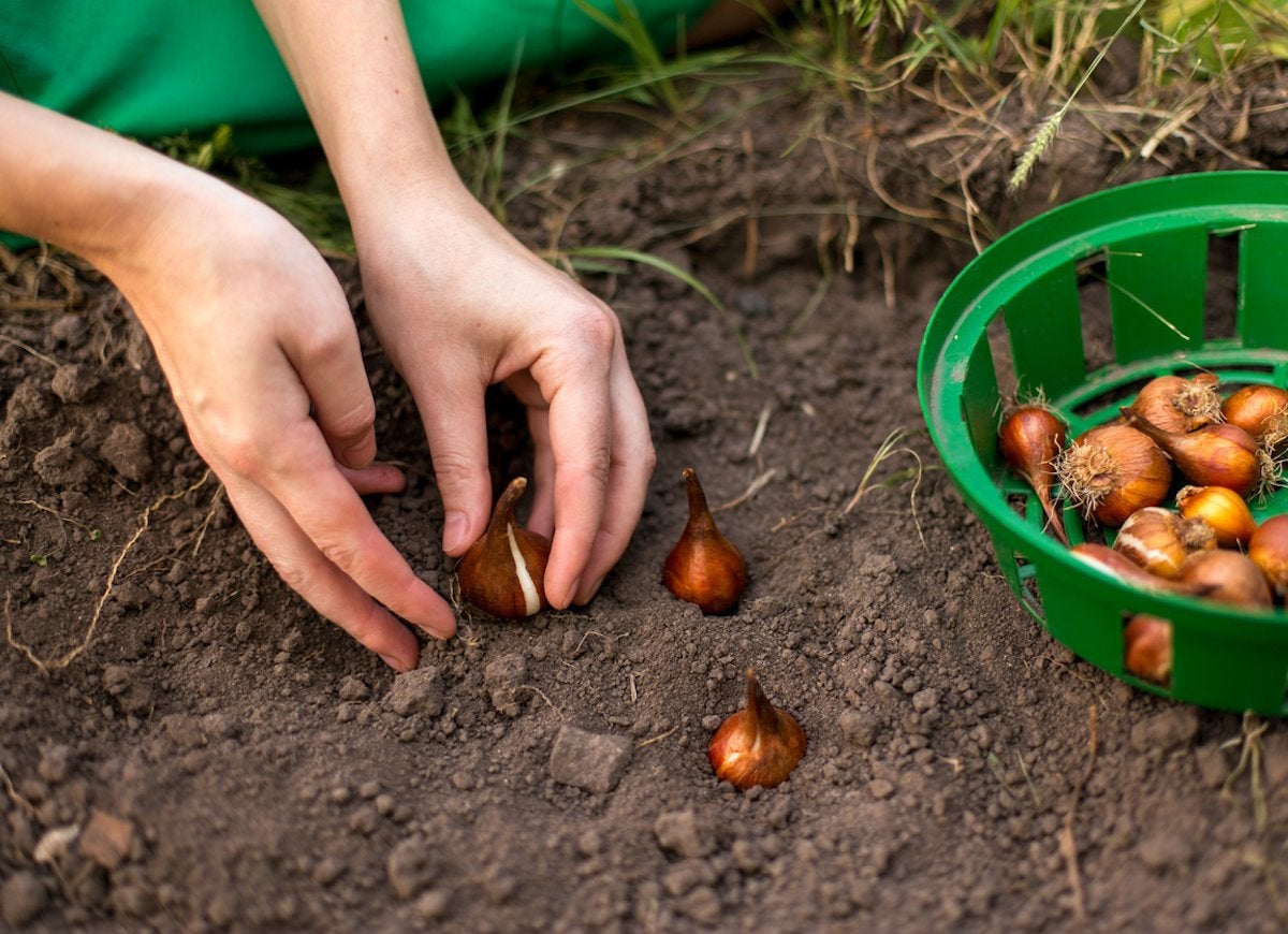 A pair of hands carefully removes the bulbs of plants from a garden bed.