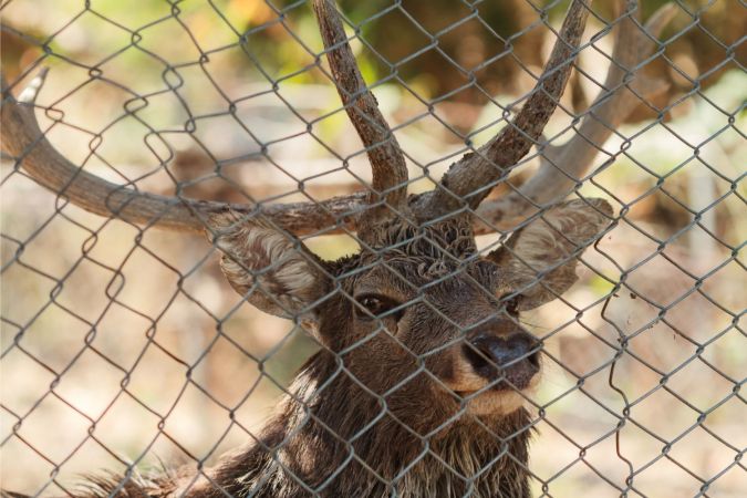 Deer looking through a wire fence