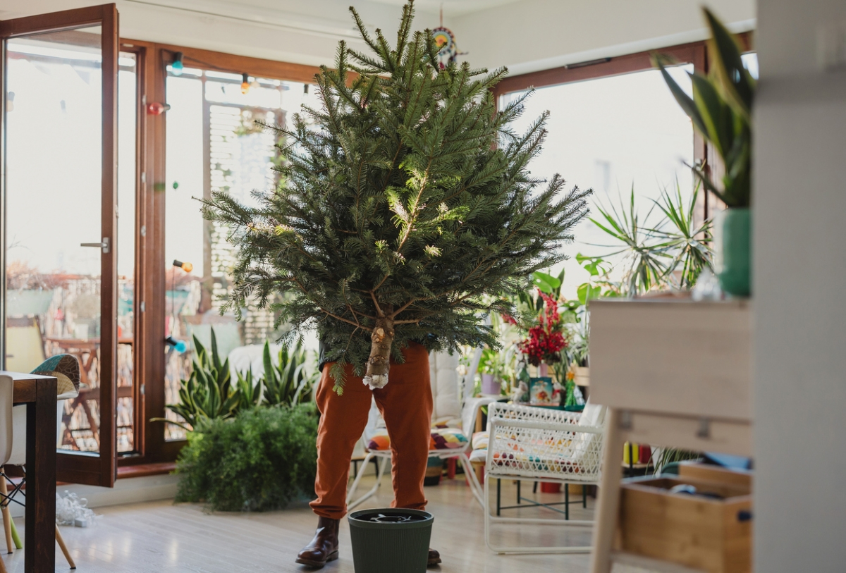 Man setting up Christmas tree.