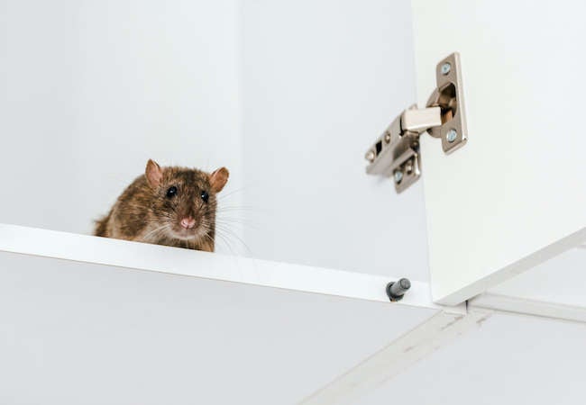 8 Pest-Control Myths You Shouldn’t Believe