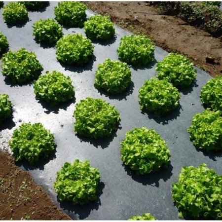  Black plastic mulch in a vegetable garden.