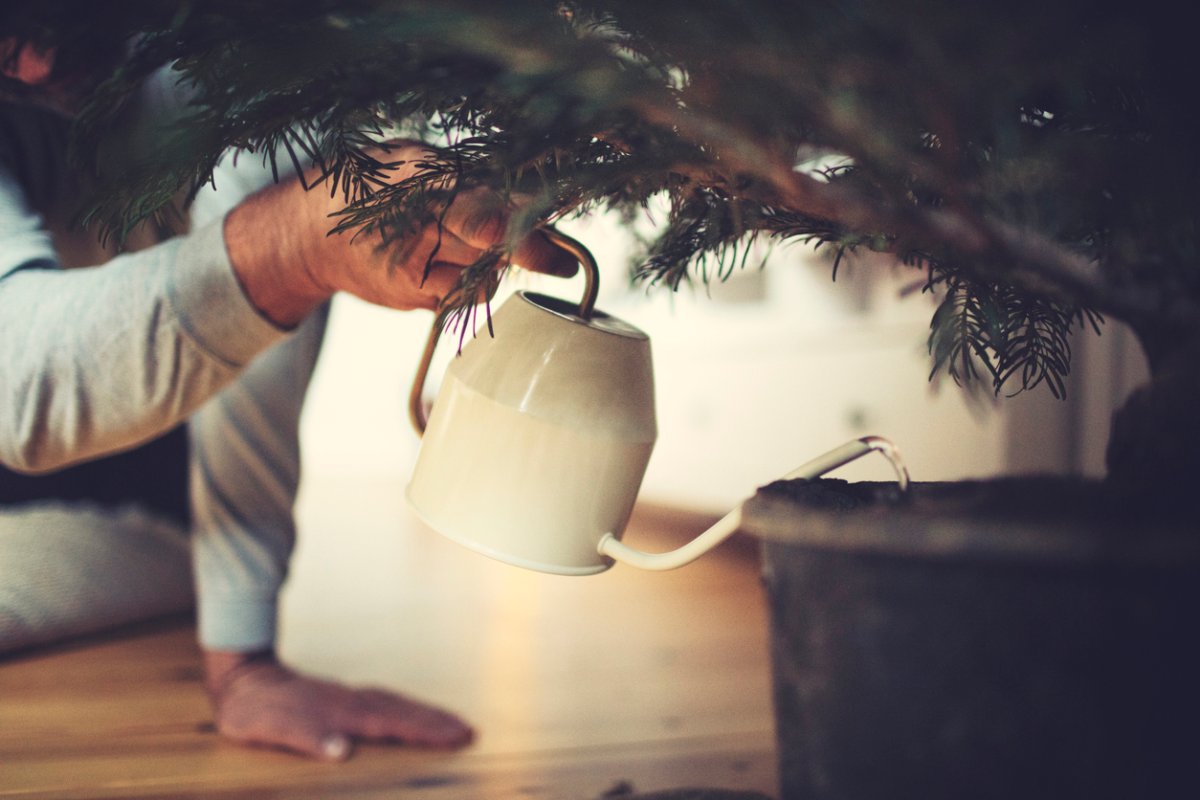 How to Water a Christmas Tree