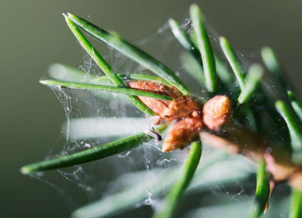 Pests That Might Be Lurking in Your Christmas Tree—and How to Get Rid of Them