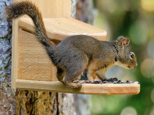 Bushy Tail Saloon Squirrel Feeder deals Made to Order