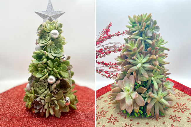 succulent christmas trees