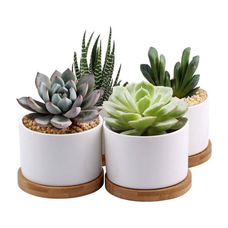  The Best Planters and Pots Option: ZOUTOG Succulent Planter, White Mini 3.15-inch