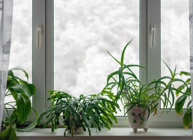 14 of the Fastest-Growing Houseplants for a Nearly Instant Indoor Garden