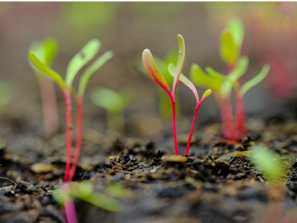 Swiss chard seedlings