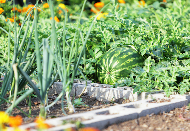 no-dig gardening method