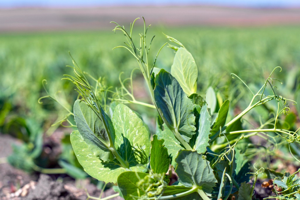 winter field peas