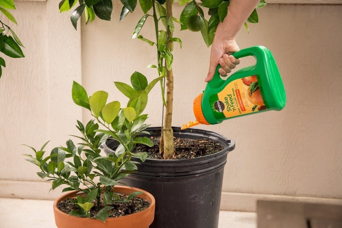 The Best Citrus Fertilizer Options