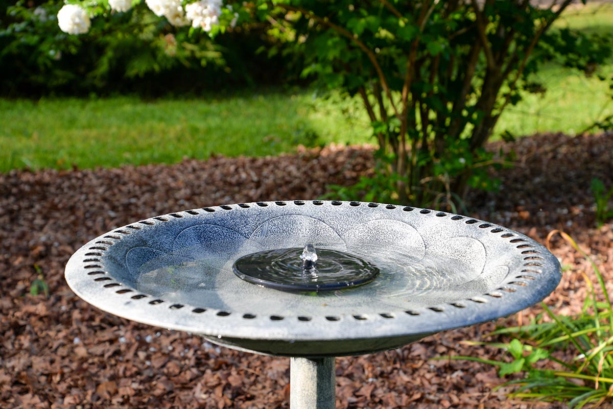 The Best Bird Bath Options